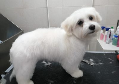 Animalia Ezkaba Peluquería