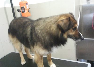 Animalia Ezkaba Peluquería