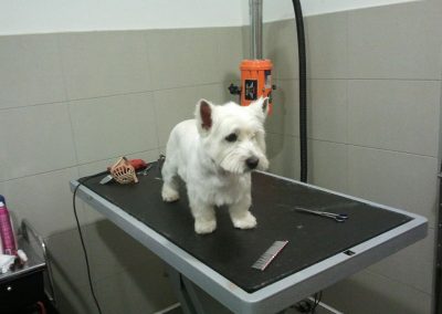 Animalia Ezkaba Peluquería