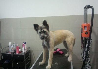 Animalia Ezkaba Peluquería