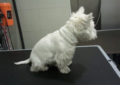 Animalia Ezkaba Peluquería
