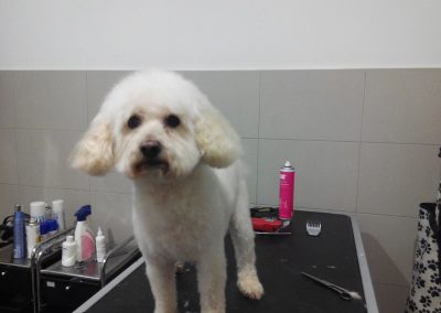Animalia Ezkaba Peluquería