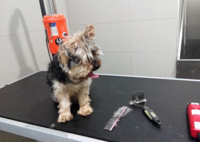 Animalia Ezkaba Peluquería