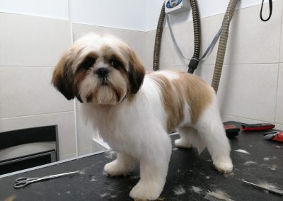 Animalia Ezkaba Peluquería