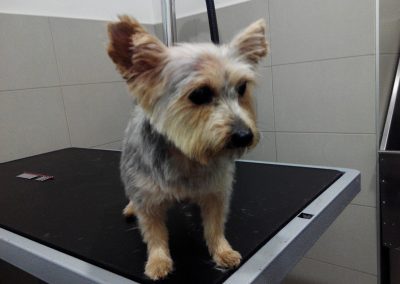 Animalia Ezkaba Peluquería