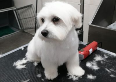 Animalia Ezkaba Peluquería