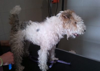 Animalia Ezkaba Peluquería
