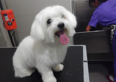 Animalia Ezkaba Peluquería