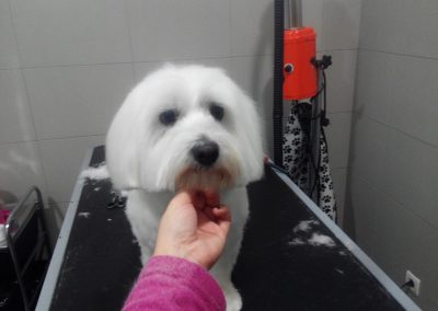 Animalia Ezkaba Peluquería