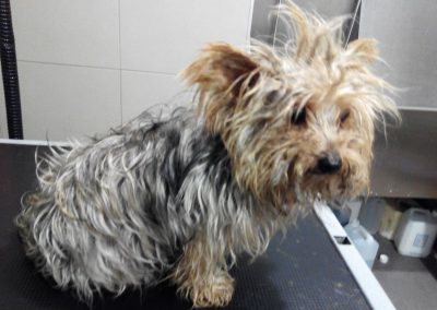 Animalia Ezkaba Peluquería