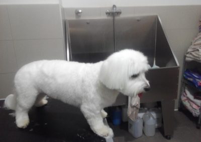 Animalia Ezkaba Peluquería