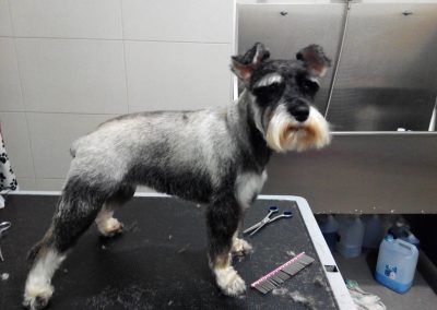 Animalia Ezkaba Peluquería