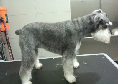 Animalia Ezkaba Peluquería