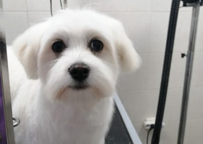 Animalia Ezkaba Peluquería