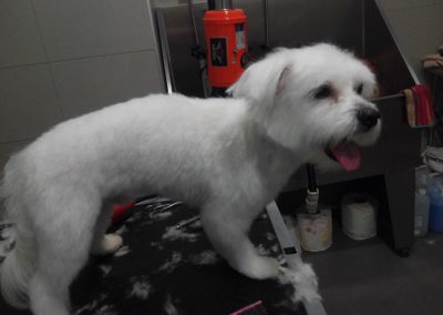Animalia Ezkaba Peluquería