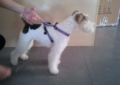 Animalia Ezkaba Peluquería
