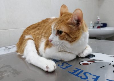 Animalia Ezkaba rescatados y adoptados