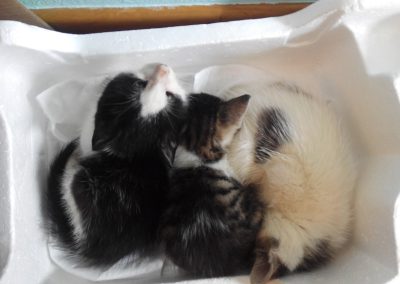 Animalia Ezkaba rescatados y adoptados