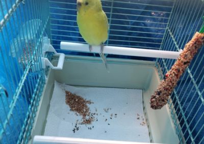 Animalia Ezkaba rescatados y adoptados