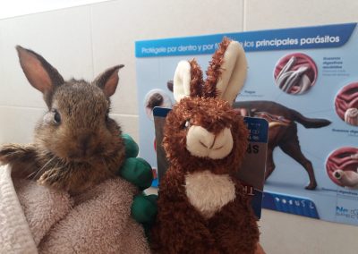 Animalia Ezkaba rescatados y adoptados