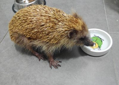 Animalia Ezkaba rescatados y adoptados