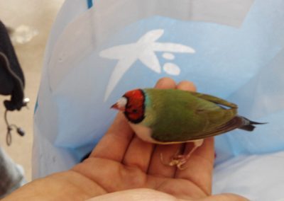 Animalia Ezkaba rescatados y adoptados