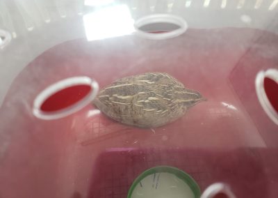 Animalia Ezkaba rescatados y adoptados