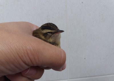 Animalia Ezkaba rescatados y adoptados