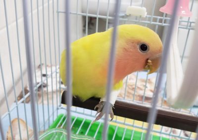 Animalia Ezkaba rescatados y adoptados