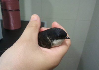 Animalia Ezkaba rescatados y adoptados